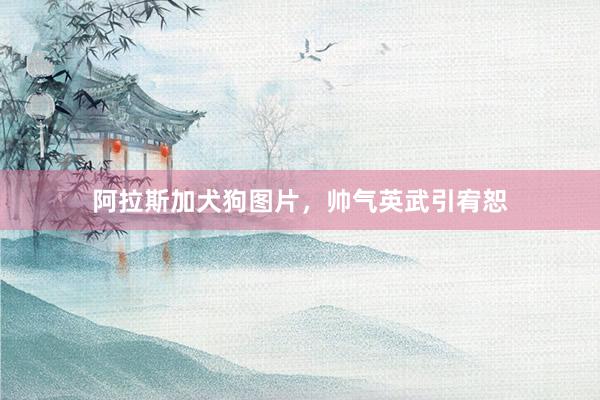 阿拉斯加犬狗图片，帅气英武引宥恕